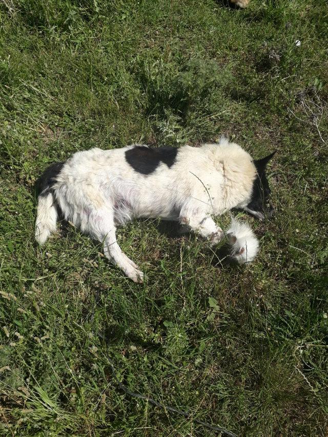 Narkoz verilip, yol kenarına atılan köpeklerden 3'ü telef oldu