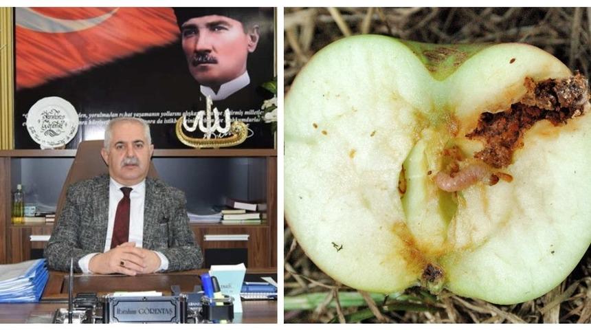 M&uuml;d&uuml;r G&ouml;rentaş&rsquo;tan elma &uuml;reticisine uyarı