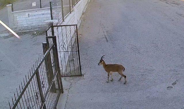 Dağ keçisi okulda