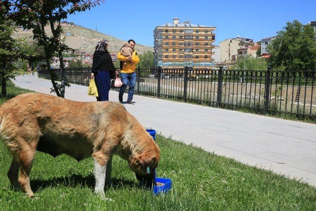 Bayburt Üniversitesi’nde ‘Hayvan Dostu Kampüs Projesi’ hayata geçirildi