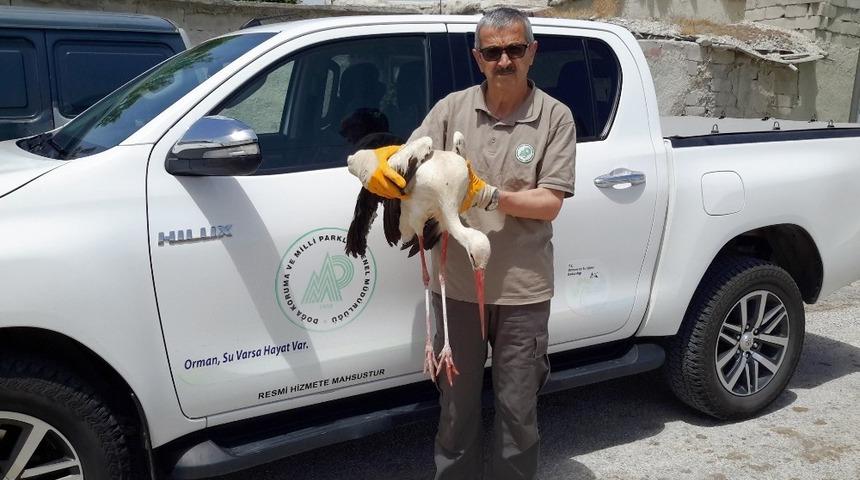 Yaralı bulunan leylek koruma altına alındı