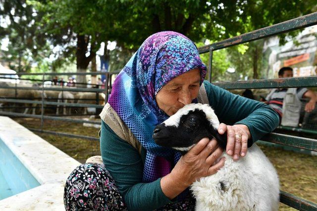 Büyükşehir Belediyesinin yaptığı küçükbaş hayvan hibesi 10 bini aştı