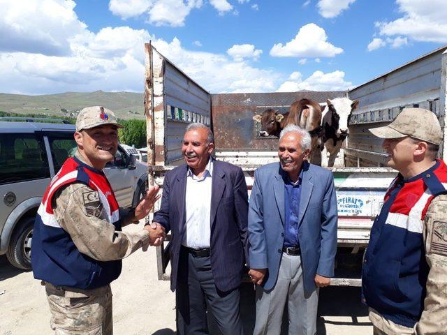 Yaylada çalınan hayvanları jandarma ekipleri buldu