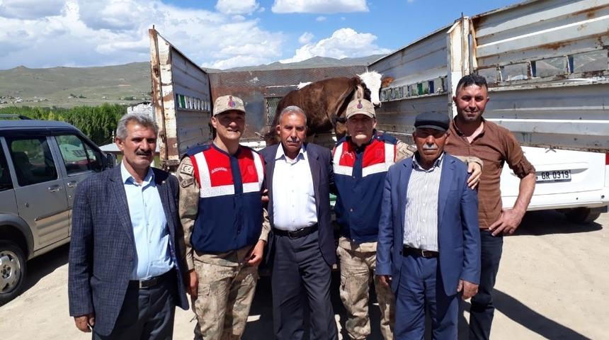 Yaylada &ccedil;alınan hayvanları jandarma ekipleri buldu