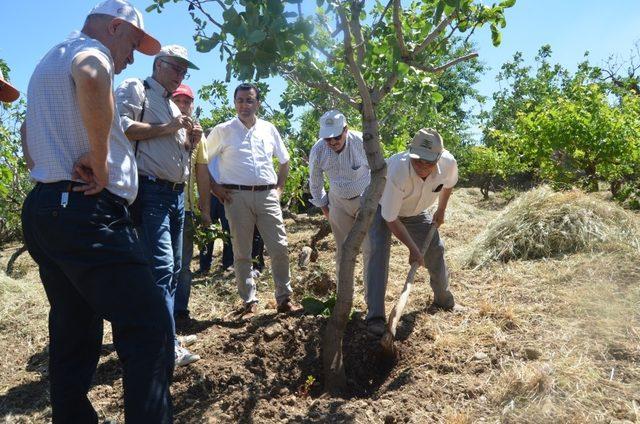 Siirt’te fıstık bahçelerinde sorun tespit çalışması yapıldı