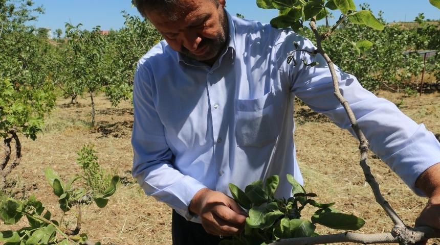 Siirt&rsquo;te fıstık bah&ccedil;elerinde sorun tespit &ccedil;alışması yapıldı
