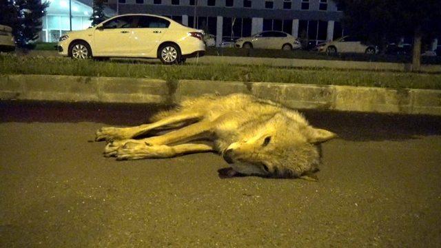 Yolda otomobil çarpan kurt ve kovaladığı yavru köpek öldü