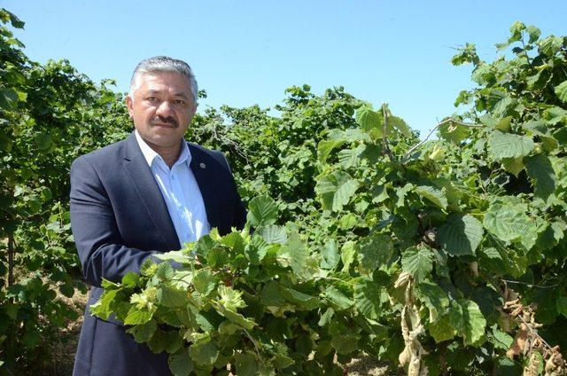 Fırtına, külleme hastalığı ve fındık kurdu fındıkta rekolteyi düşürüyor