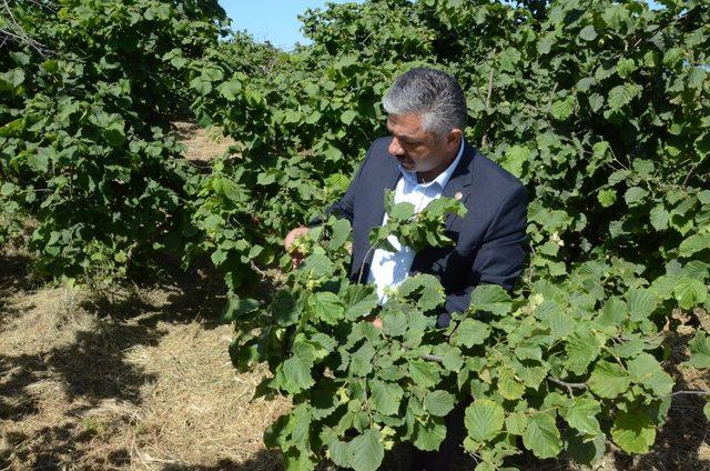 Fırtına, külleme hastalığı ve fındık kurdu fındıkta rekolteyi düşürüyor