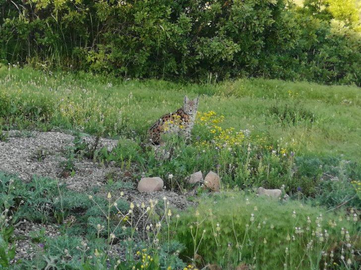 Tunceli'nde şaşırtan anlar! İlk kez bu kadar yakından görüntülendi G1