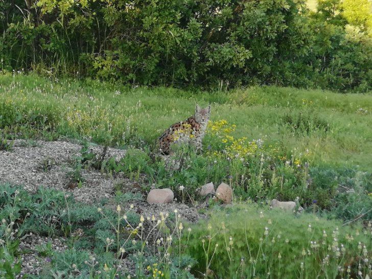 Tunceli'nde şaşırtan anlar! İlk kez bu kadar yakından görüntülendi G3