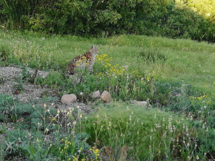 Tunceli'nde şaşırtan anlar! İlk kez bu kadar yakından görüntülendi G2