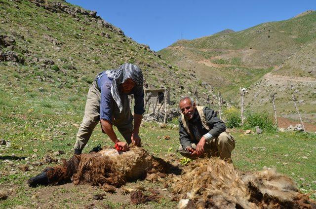 Yaylalarda koyun kırkma dönemi başladı