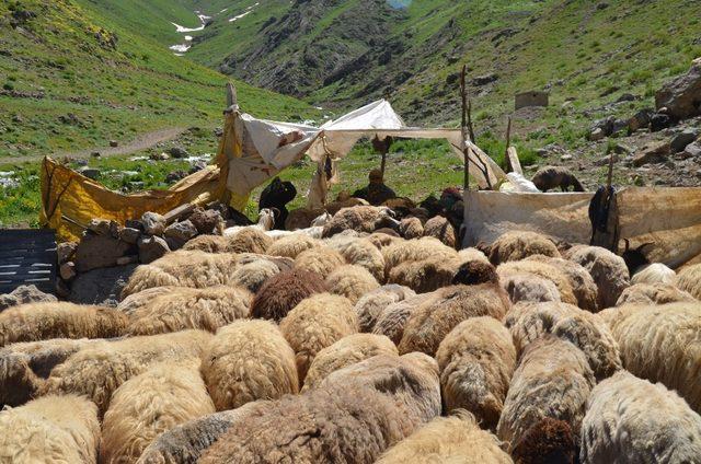 Yaylalarda koyun kırkma dönemi başladı