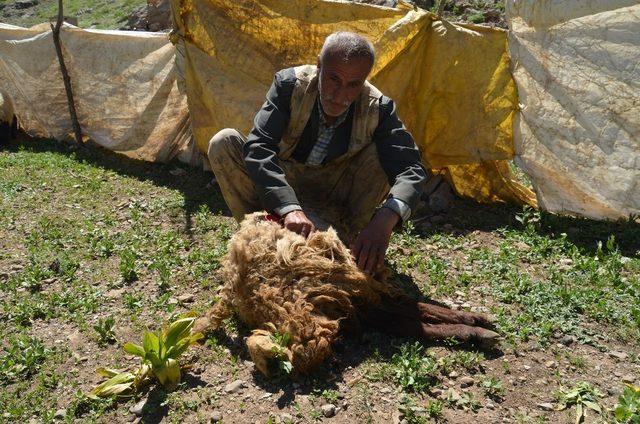 Yaylalarda koyun kırkma dönemi başladı