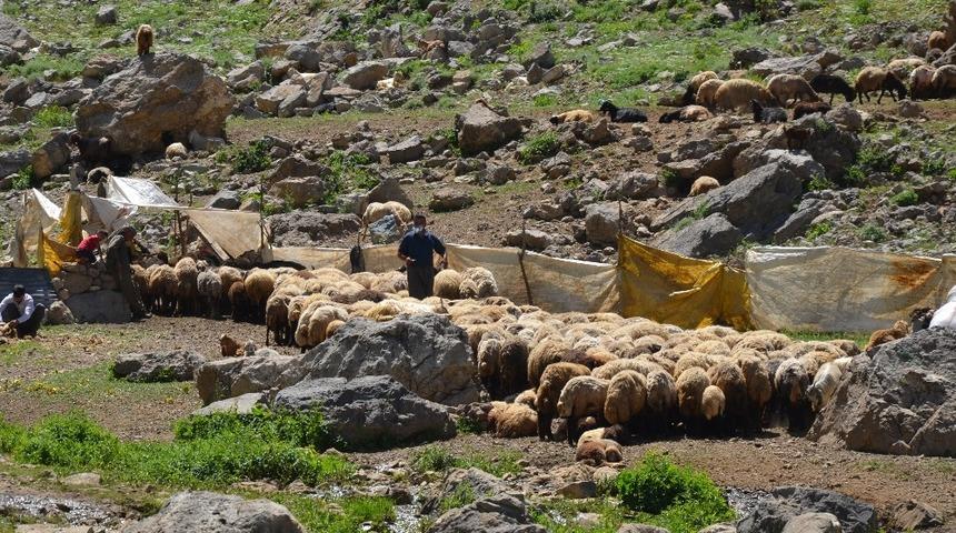 Yaylalarda koyun kırkma d&ouml;nemi başladı
