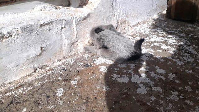 Kafası duvara sıkışan kedi kurtarıldı