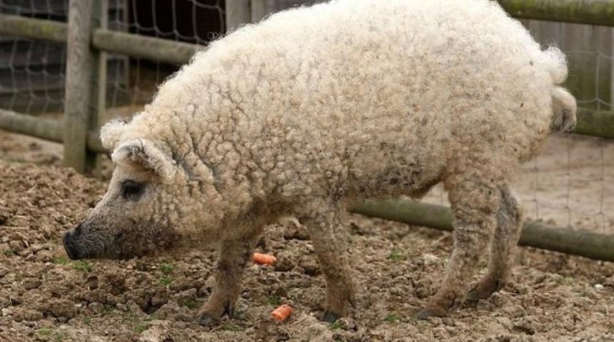 Bu hayvan sandığınız gibi bir koyun değil! 