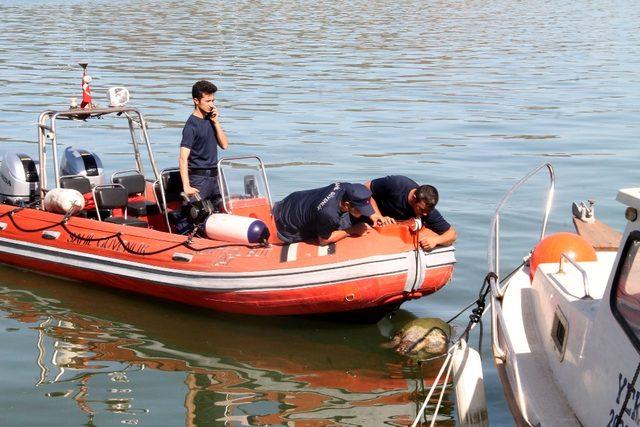 Caretta caretta ölüsü sahile vurdu