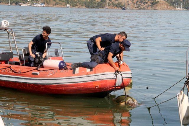 Caretta caretta ölüsü sahile vurdu