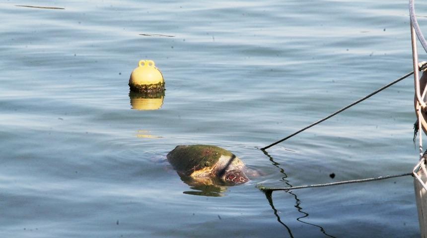 Caretta caretta &ouml;l&uuml;s&uuml; sahile vurdu