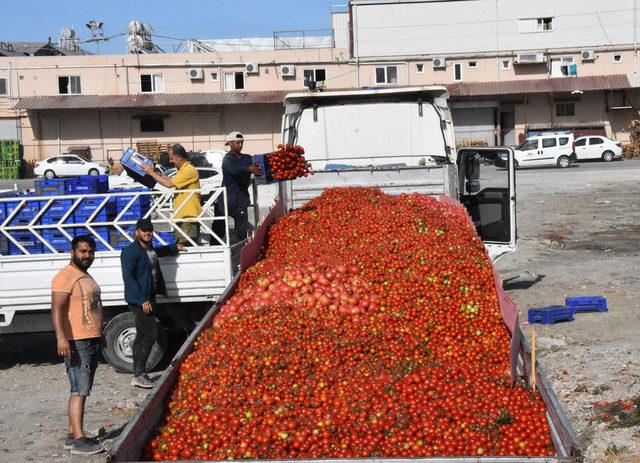 Domatesin fiyatı dibi gördü, üretici önlem istedi