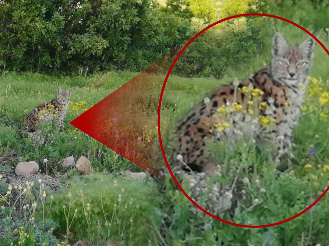 Tunceli'nde şaşırtan anlar! İlk kez bu kadar yakından g&ouml;r&uuml;nt&uuml;lendi
