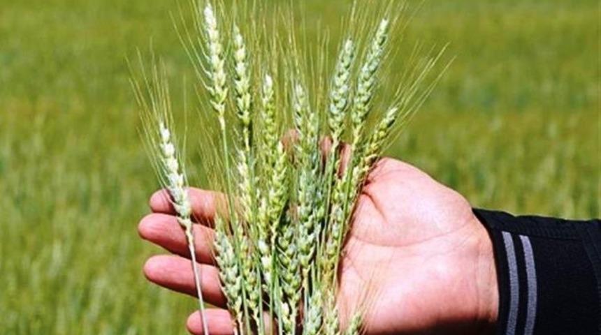 K&uuml;tahya&rsquo;da hububat hastalık ve zararlılarla m&uuml;cadele