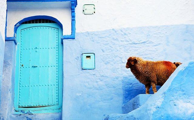 422105-880-1457695400-blue-streets-of-chefchaouen-morocco-8