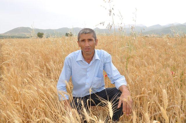 İslahiye’de buğday ve arpa hasadı başladı