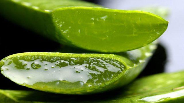 Mısırlıların ölümsüzlük bitkisi dediği Aloe Vera'nın mucizesi ne?