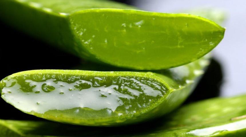 Mısırlıların ölümsüzlük bitkisi dediği Aloe Vera'nın mucizesi ne?