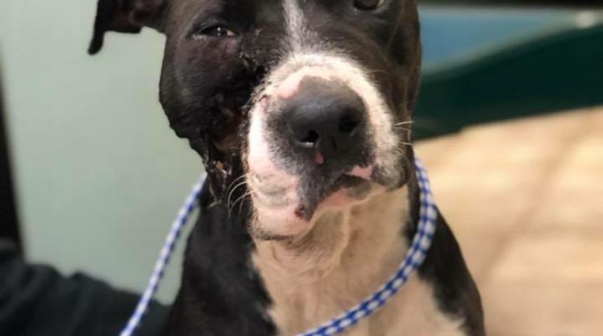 Suratına ateş edildi ama yine yaşamayı başardı! İğren&ccedil; ger&ccedil;ek ise 1 hafta sonra ortaya &ccedil;ıktı