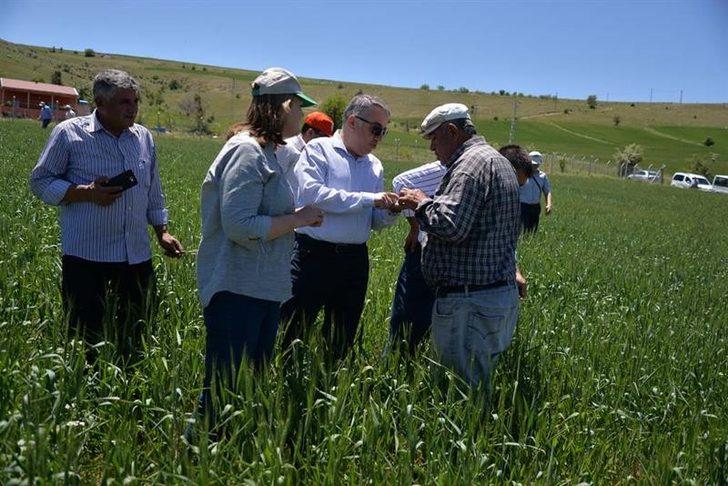 Kayseri’de süne zararlısı ile mücadele eden personelin izinleri iptal edildi G2