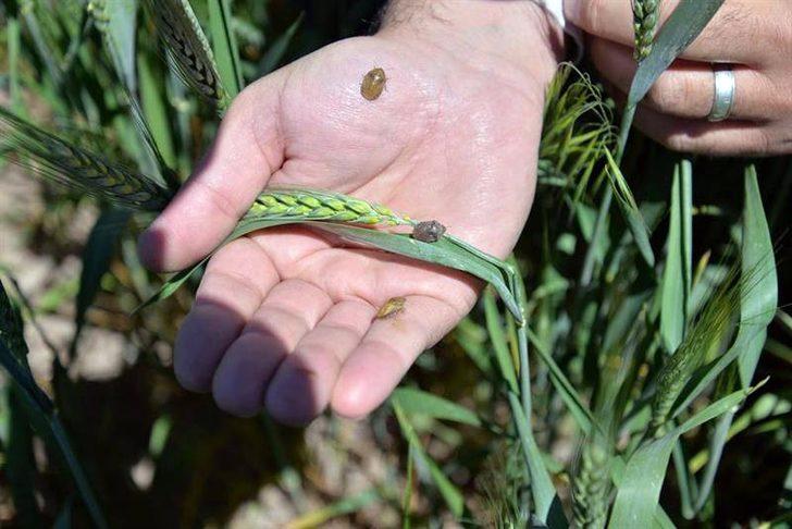 Kayseri’de süne zararlısı ile mücadele eden personelin izinleri iptal edildi G3