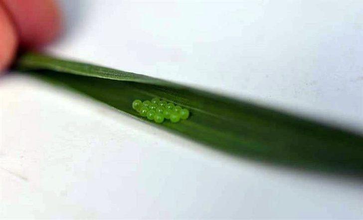 Kayseri’de süne zararlısı ile mücadele eden personelin izinleri iptal edildi G4