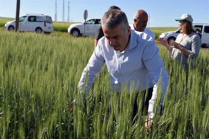 Kayseri’de süne zararlısı ile mücadele eden personelin izinleri iptal edildi G5