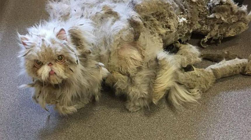 Kendisinden ağır t&uuml;yleri vardı! Ge&ccedil;irdiği değişim ağızları a&ccedil;ık bırakıyor