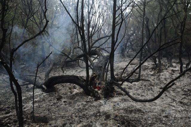 Çanakkale'de yıldırım düştü; 2 hektar alan yandı