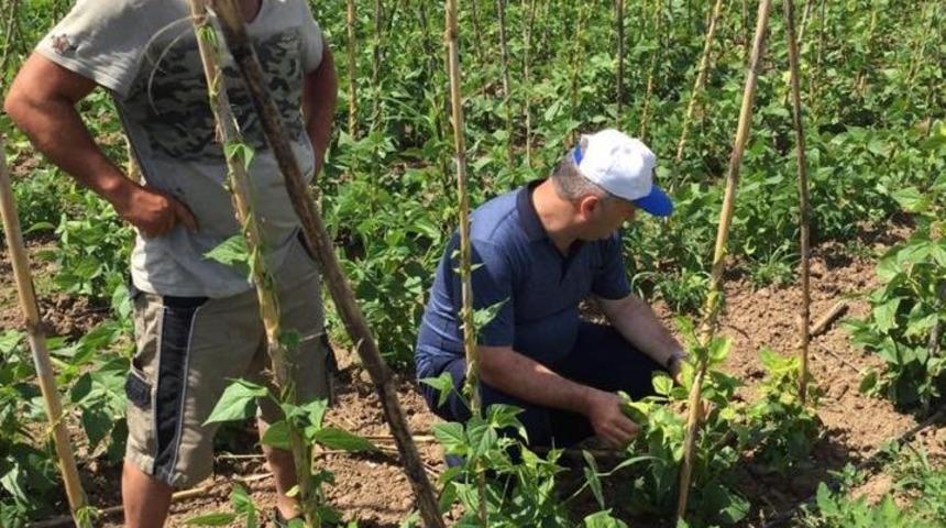 Bitki koruma ekibinden ’acil’ müdahale