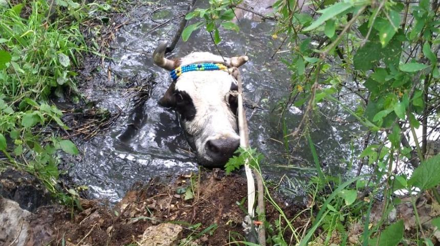 Havuza d&uuml;şen inek operasyonla kurtarıldı