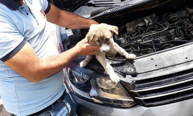 Arabanın motor bölümüne sıkışan yavru köpek kurtarıldı