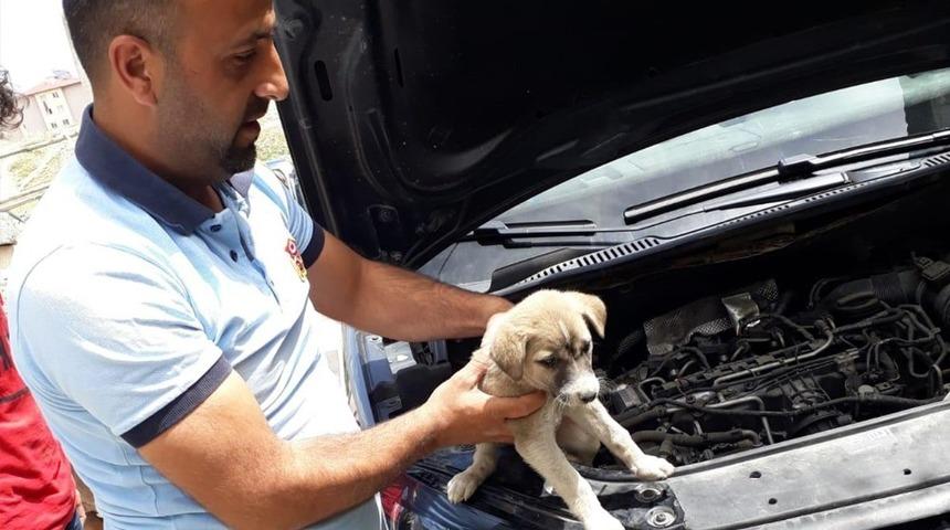 Arabanın motor b&ouml;l&uuml;m&uuml;ne sıkışan yavru k&ouml;pek kurtarıldı