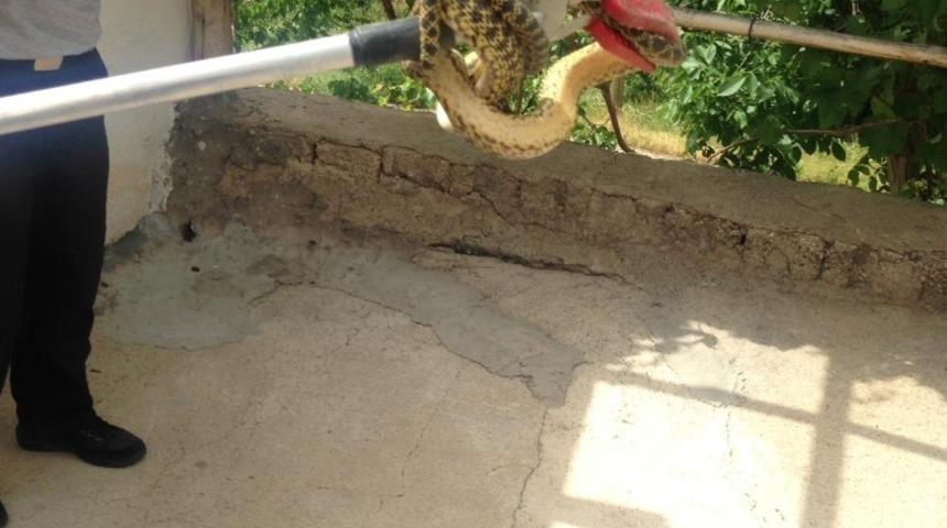 Eve giren yılanı itfaiye &ccedil;ıkardı