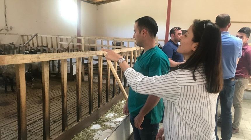 Veteriner hekimlerden koyun &ccedil;iftliğine ziyaret
