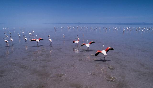 Flamingo cenneti Tuz Gölü kuruyor