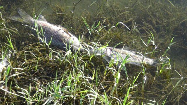 Sürgü Barajı’nda korkutan balık ölümleri