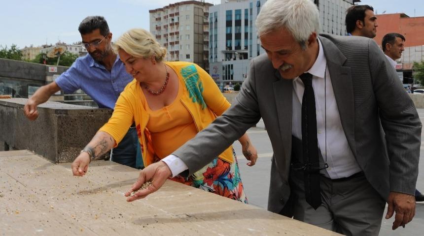 Şeyh Sait Meydanı&rsquo;ndaki kuşlara d&uuml;zenli yem ve su bırakılacak