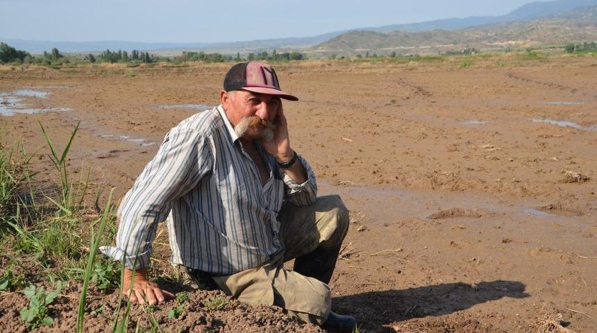 Kızılırmak havzasında &ccedil;eltik arazileri susuzluktan kurumaya başladı