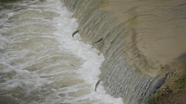 Uçan balıklar bu kez şehir merkezine göç etti G1